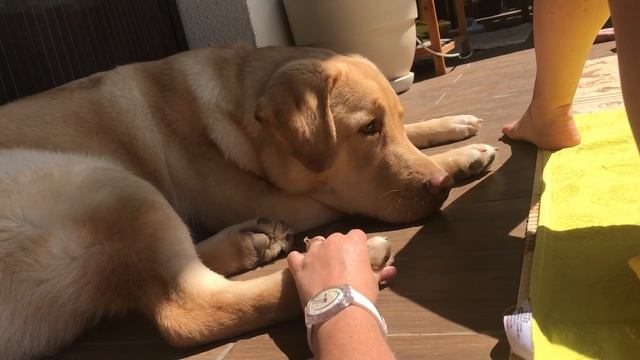 Майя Сабака смотреть онлайн