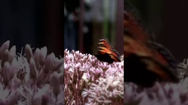 Посконник. Дмитрий Шлапак смотреть онлайн