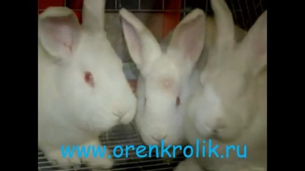 Кролики породы  Белый великан