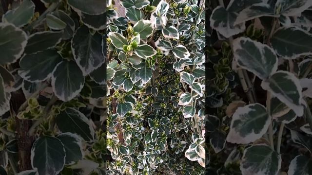 САД ПОСЛЕ ДОЖДЯ. РАСТЕНИЯ РВАНУЛИ В РОСТ. 4 апреля 2024. #сад #клумбы #цветники #цветы смотреть онлайн