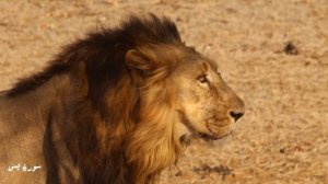 Красивое чтение Корана природа