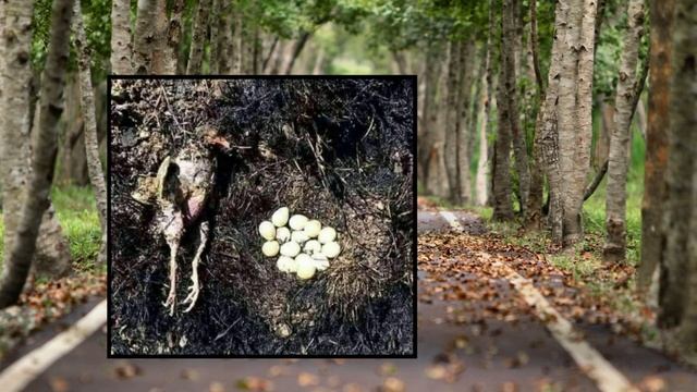 😥 SIZ UCHUN ONANGIZ SHU ISHGA TAYYOR | 🤏 ONAMIZNI BORIDA QADRIGA YETAYLIK смотреть онлайн