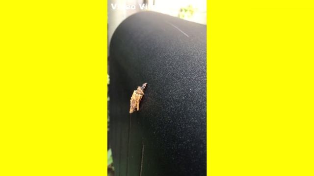 みのむしの移動 Movement of bagworm смотреть онлайн