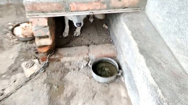 Собака Сильвестр на своем рабочем месте, дружить со мной не хочет. смотреть онлайн