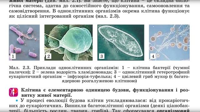 §2. Рівні організації біологічних систем та їхній взаємозв'язок смотреть онлайн