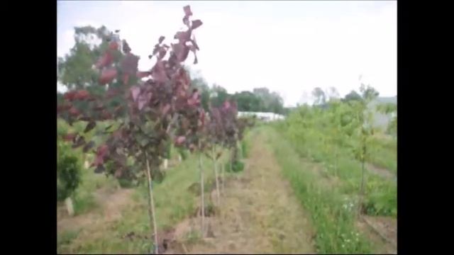 Cercis Canadensis 'Forest Pansy'  Tree        Fp #33452