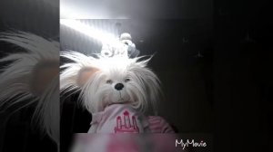 День с моей собакой ЛАКИ доги