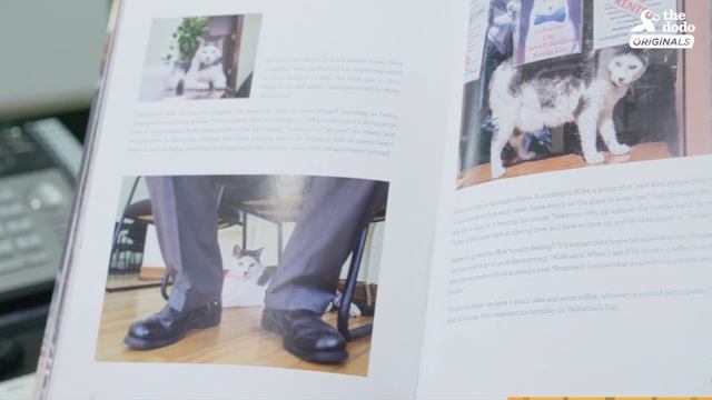 Cat Runs A Real Estate Office In Brooklyn | The Dodo City Pets смотреть онлайн