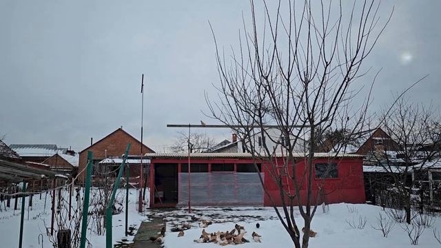 Голубей выманил только на хлеб (Боятся) смотреть онлайн