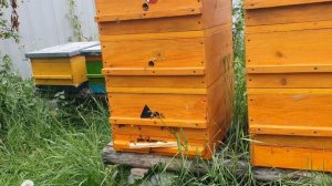 УЛЕЙ ДЛЯ СЛЕПЫХ И ОГРАНИЧЕННЫХ ПО ЗРЕНИЮ, ИСПЫТАНИЯ.