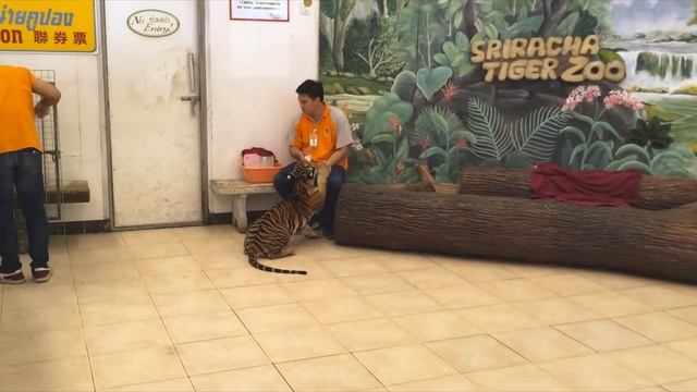 Sriracha Tiger zoo смотреть онлайн