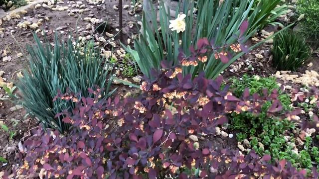 ЭФФЕКТНЫЕ БАРБАРИСЫ. ЛЮБИМЫЕ СОРТА. смотреть онлайн