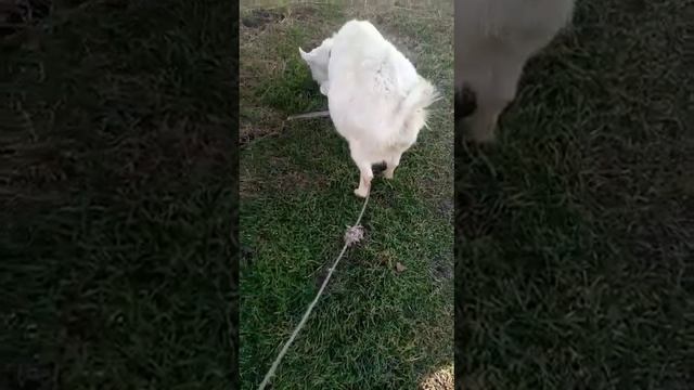 Зелëная трава в январе смотреть онлайн