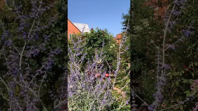 УТРО В САДУ. 24 июня 2024. #цветы #сад #лилии #цветники смотреть онлайн