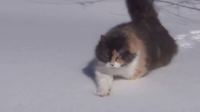 Приколы Над Животными №8 смотреть онлайн