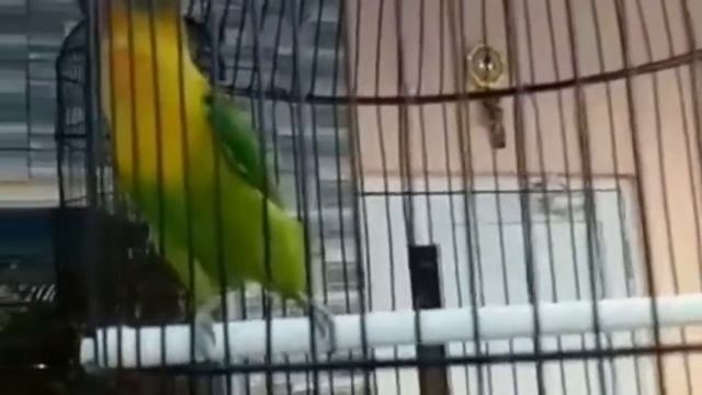 Pakan Terbaik Burung Lovebird Agar Suara nya Ngekek panjang смотреть онлайн