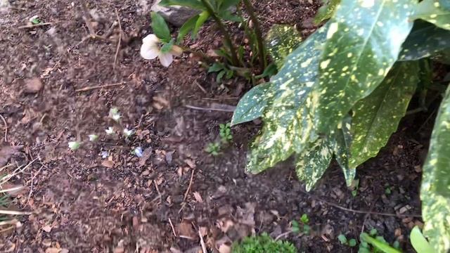 УТРЕННЯЯ ПРОГУЛКА ПО МОЕМУ САДУ. смотреть онлайн