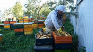 ОСЕННЕЕ СОКРАЩЕНИЕ ПЧЕЛИНЫХ ГНЁЗД