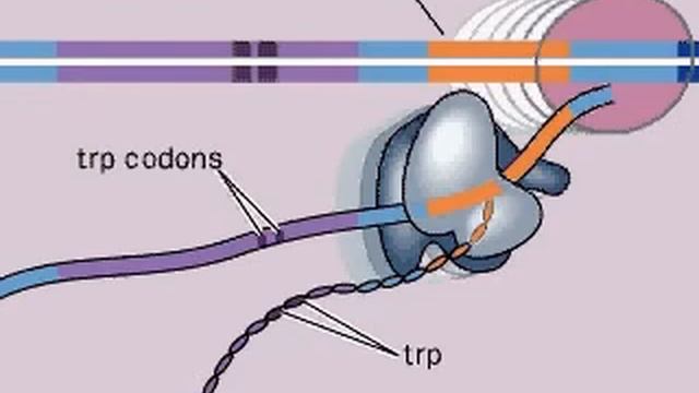 trp Operon Attenuation смотреть онлайн
