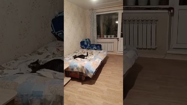 Котики Бесятся смотреть онлайн