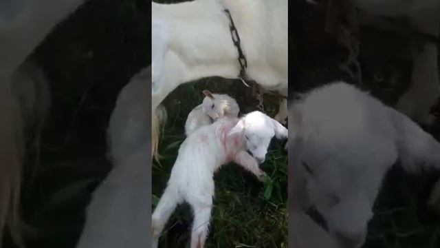 Коза оказалась смотреть онлайн