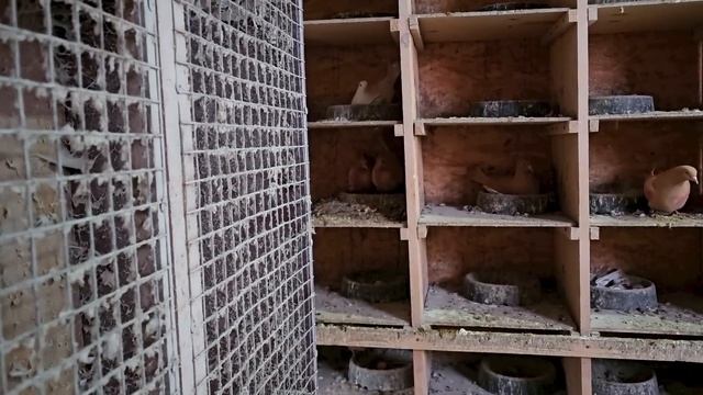 Холодная голубятня витаминный коктейль смотреть онлайн