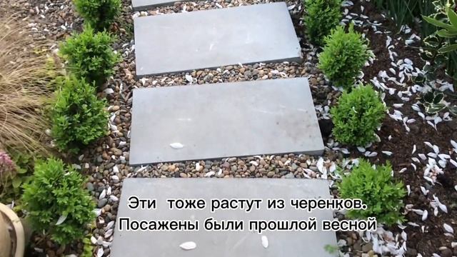 ШАРИКИ ИЗ САМШИТОВ. СЕКАТОР НЕ ИСПОЛЬЗУЮ. смотреть онлайн