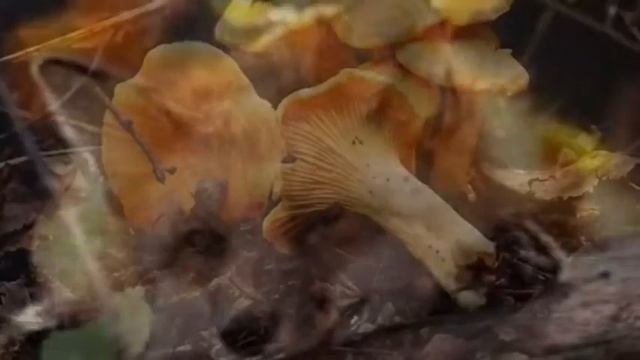 Лиса и собака смотреть онлайн