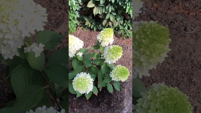 ЗАЦВЕТАЮТ МЕТЕЛЬЧАТЫЕ ГОРТЕНЗИИ. 4 июля 2024. #цветники #сад #цветы #гортензия смотреть онлайн