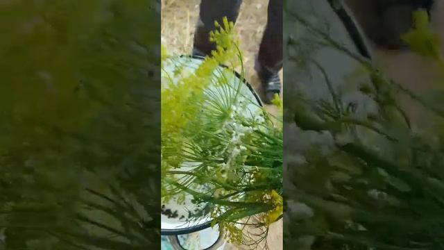 Мариную огурцы в томатном соке🤗🥰💯 смотреть онлайн