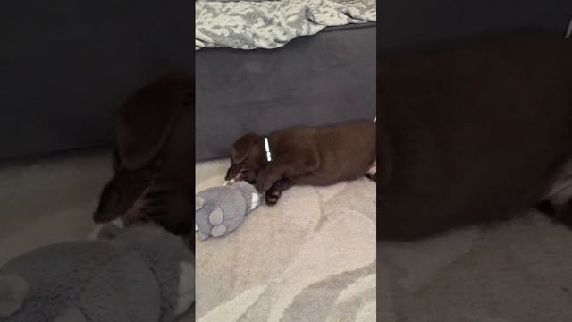 Rutube_account_16471367