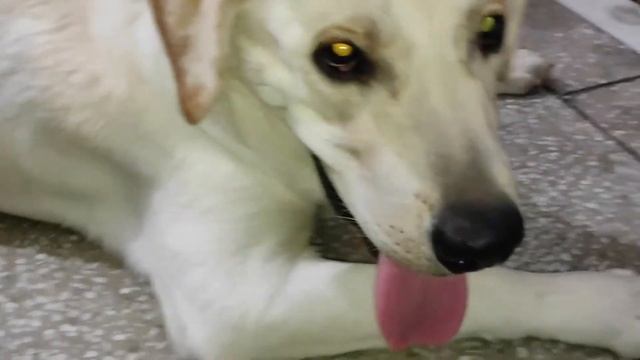 Calcium Neccasity For Ur Dog!! MAKE UR DOG HEAVY BONE? BRUNO'S WORLD смотреть онлайн