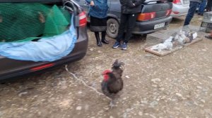 Голуби цены Птичий рынок г Пятигорск-ч3