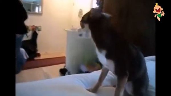 Собаки копируют хозяев