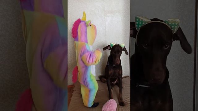 И игрушки не нужны, когда в доме есть они... #dog #доберман #игры #мимими #единорог #заяц #танцы смотреть онлайн