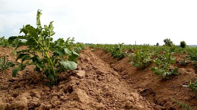 РЯСНИЙ ВРОЖАЙ, СМАЧНА КАРТОПЛЯ! 10 найкращіх днів для посадки картоплі 2024 за місячним календарем