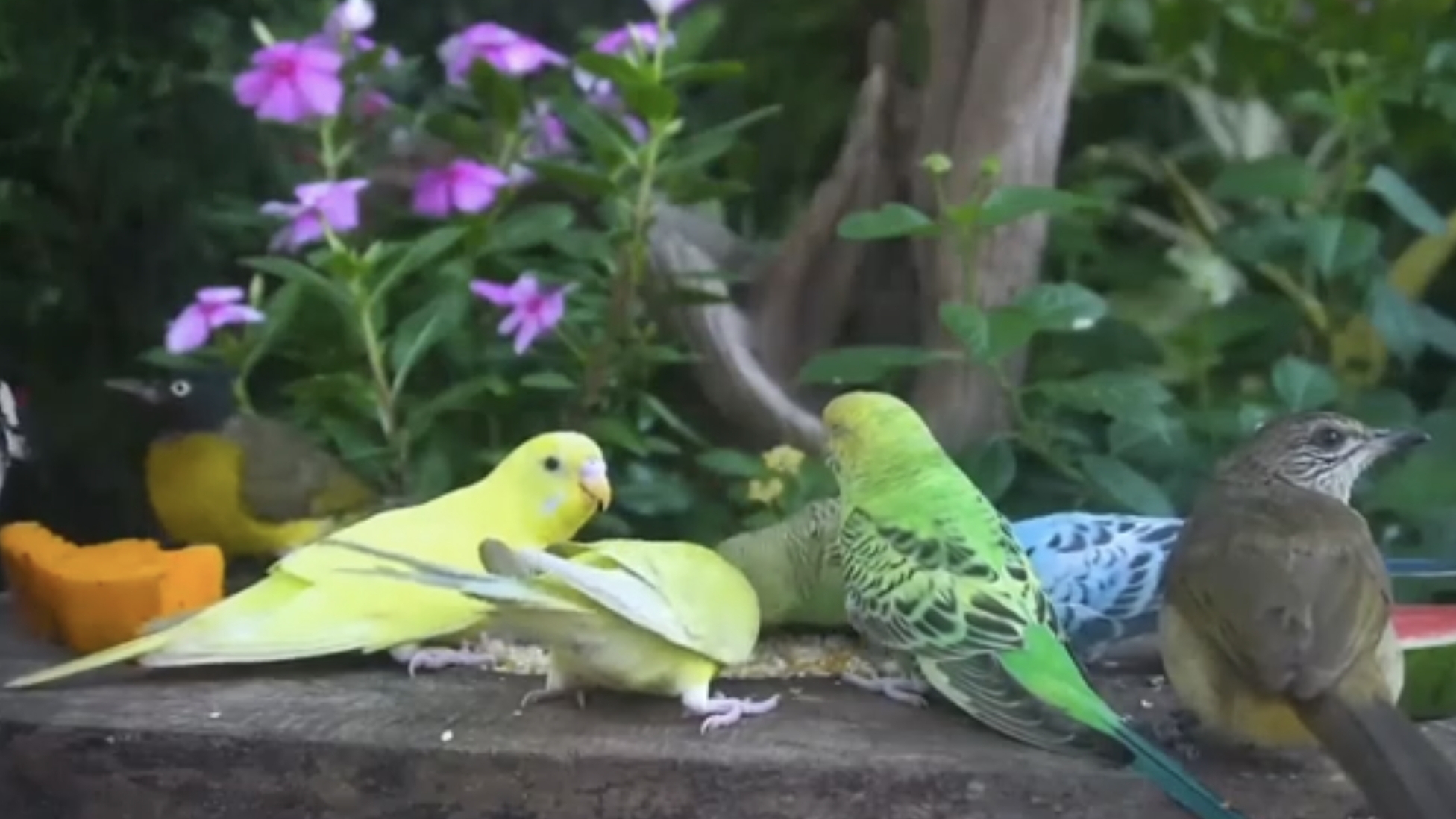 Фильм для кошек и других хищных животных. Птички в дикой природе, 1. смотреть онлайн