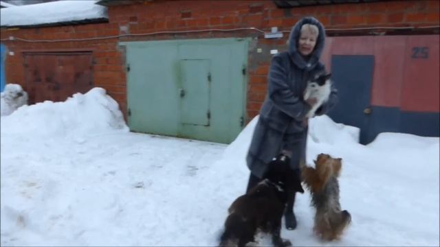 Собаки на прогулке учат цирковые трюки смотреть онлайн
