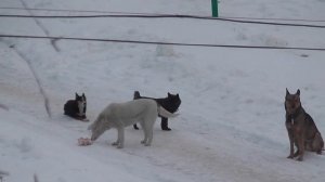 СОБАЧЬЯ СВАДЬБА.Кабели и сучка