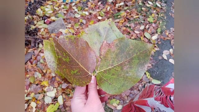 Мелодия осени! смотреть онлайн
