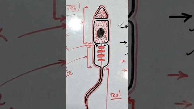 Sperm and their structure смотреть онлайн