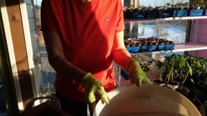 Первая перевалка рассады гномов