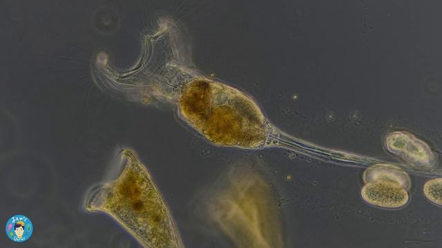 Tentacles of a Mother Rotifer смотреть онлайн