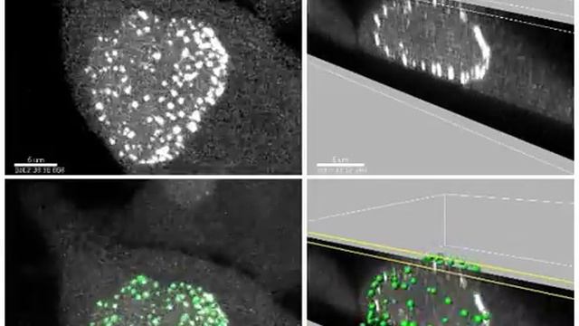 PCNA Chromobody смотреть онлайн