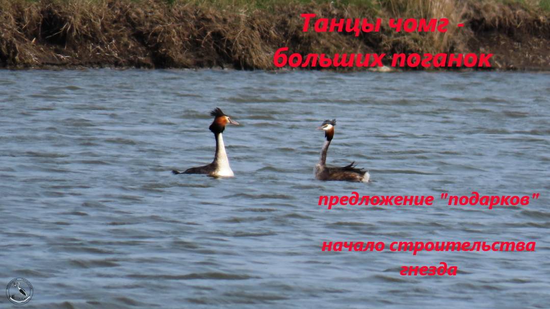 Чомги. Брачный танец, предложение "подарка", начало строительства гнезда. РО, с-з, апрель 2024 смотреть онлайн