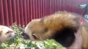 Вязка хорьков