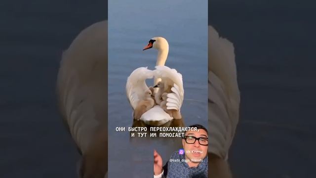 vkclips_20241222031030 смотреть онлайн