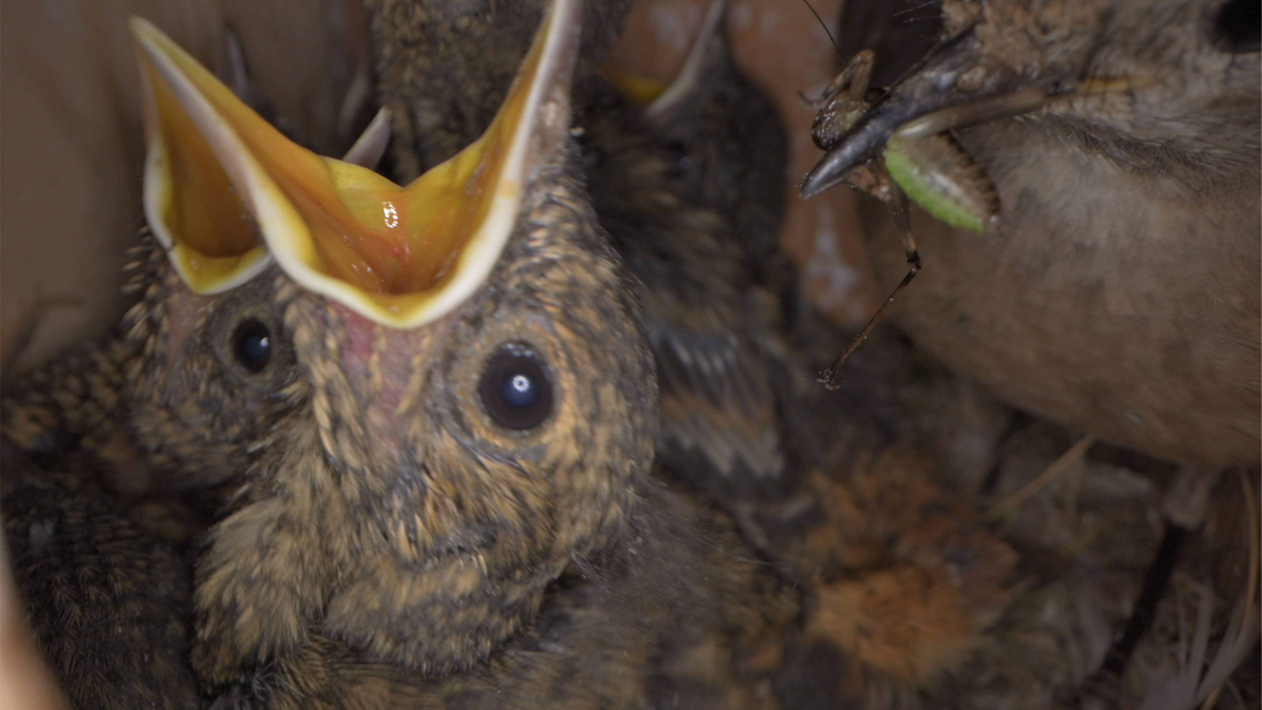 Семейство Горихвост