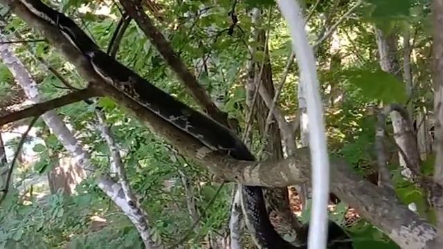 Полоз2 смотреть онлайн