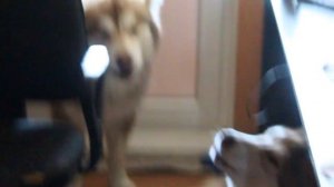 Вой Маламутов